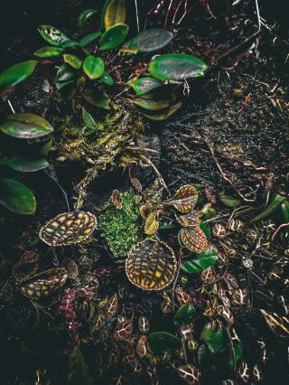 Máme tu orchideje, dorazila první várka, která zřejmě nebude na showroomu ležet dlouho ladem. Každopádně doražte k nám na...